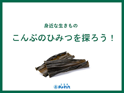 身近な生きもの こんぶのひみつを探ろう！