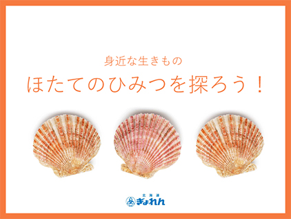 身近な生きもの ほたてのひみつを探ろう！