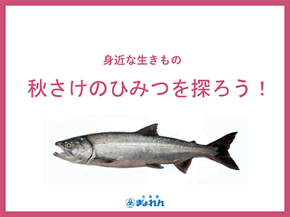 身近な生きもの 秋さけのひみつを探ろう！